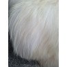 Ivory/White Icelandic 125cm