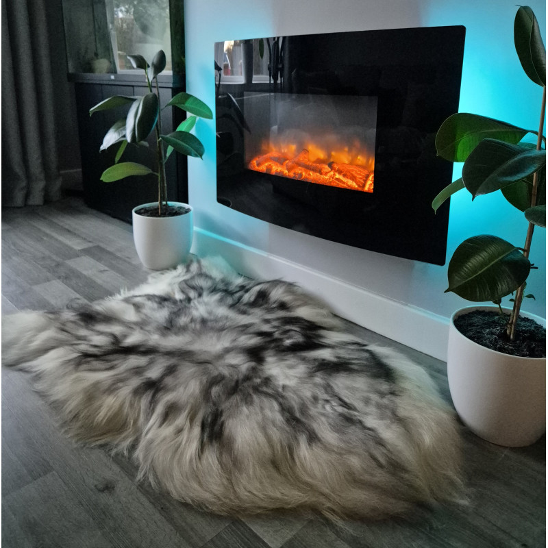 Icelandic with Black Tips