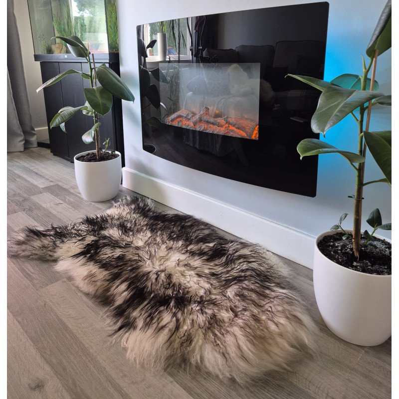 Curly Icelandic with Black Tips-110-115cm