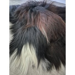 Black Icelandic with brown/fox tips