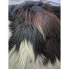 Black Icelandic with brown/fox tips
